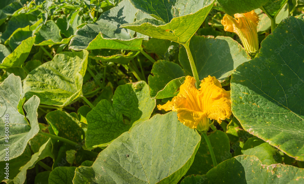 Obraz premium Organical cultivation of pumpkins