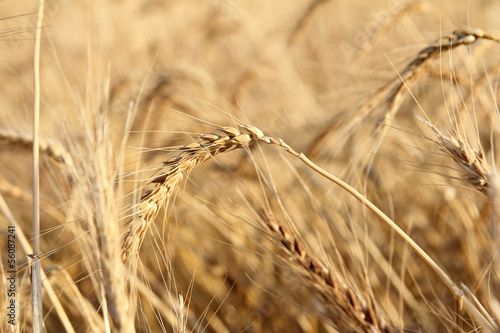 wheat ears growing on field closeup