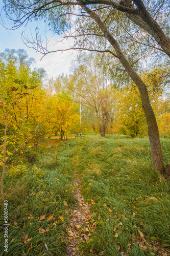 Pathway in the forest