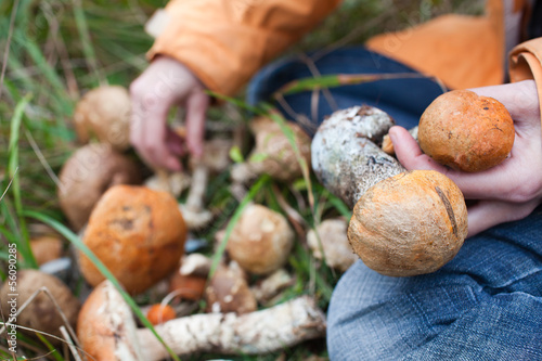 Harvest of fresh wild mushrooms