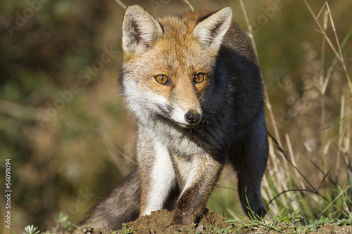 Red fox © KRINAPHOTO