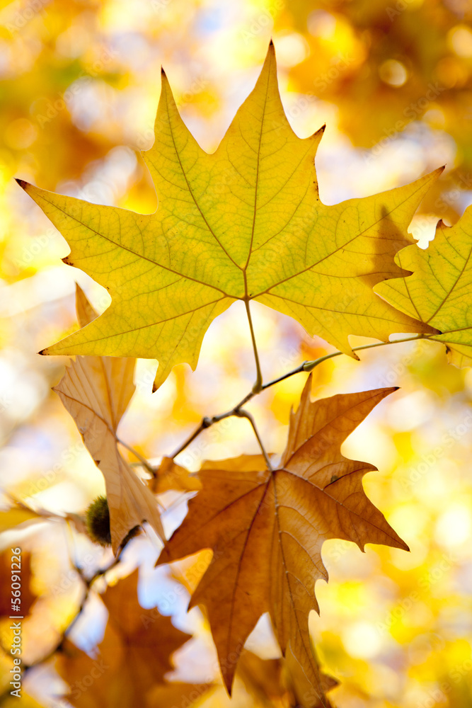 Autumn leaves Autumn leaves