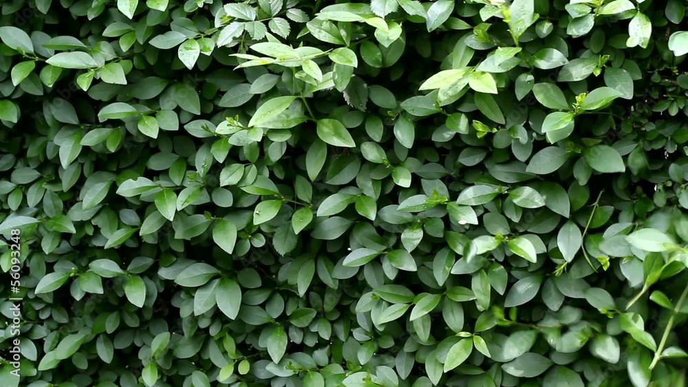 Hedge cutter trimming