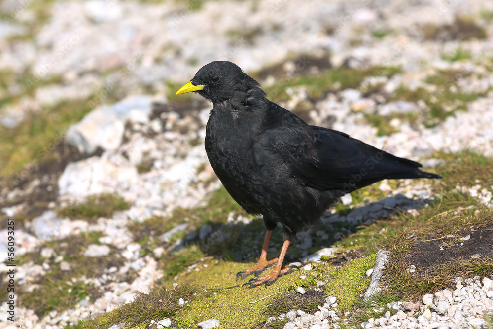 Obraz premium Alpendohle 