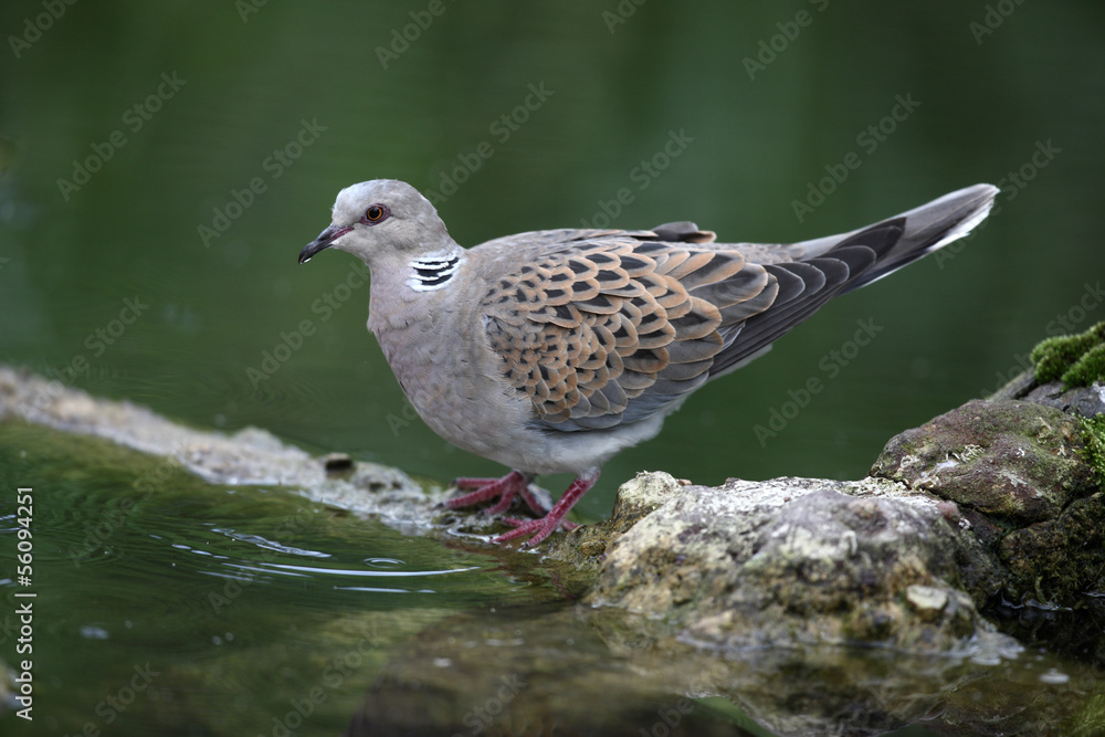 Turtle dove, Streptopelia turtur Turtle dove, Streptopelia turtur