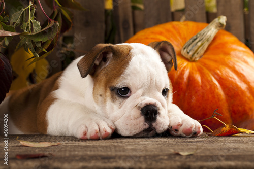 Fototapeta Naklejka Na Ścianę i Meble -  English bulldog and a pumpkin