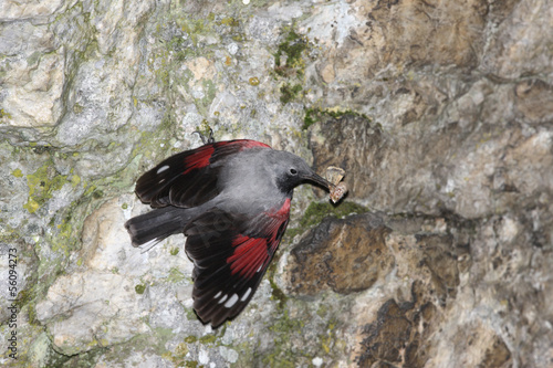 Wallcreeper, Tichodroma muraria, Bulgaria, July 2009 photo