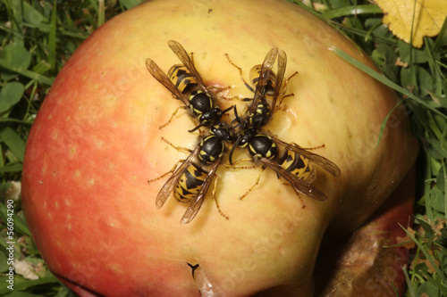 Wasp, Vespula vulgaris photo