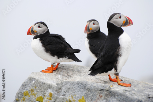 Canvas Print Three Puffins Standing on a Rock