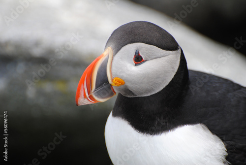 Close-Up Puffing Headshot photo