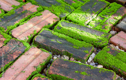 mossy on damp brick in the morning light