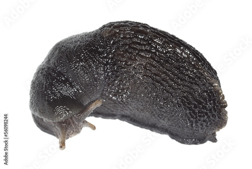 Black slug, Arion ater isolated on white background photo