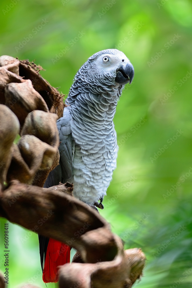 Fototapeta premium African Grey Parrot