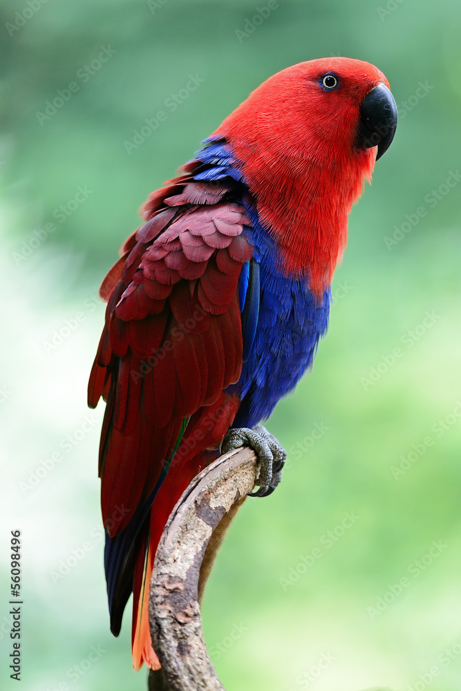 Obraz premium Eclectus Parrot