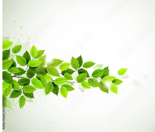 branch with fresh green leaves