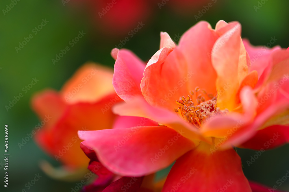 Beautiful pink yellow rose in the garden - Macro shot