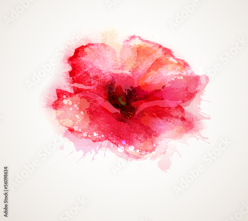 The flowering red poppy