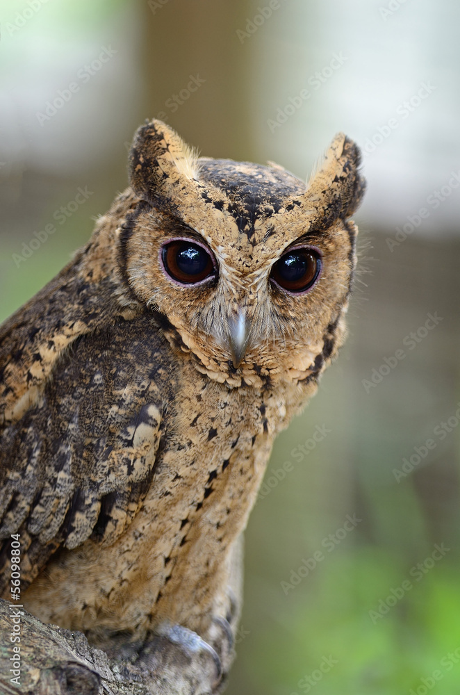 Oriental Scops Owl Oriental Scops Owl