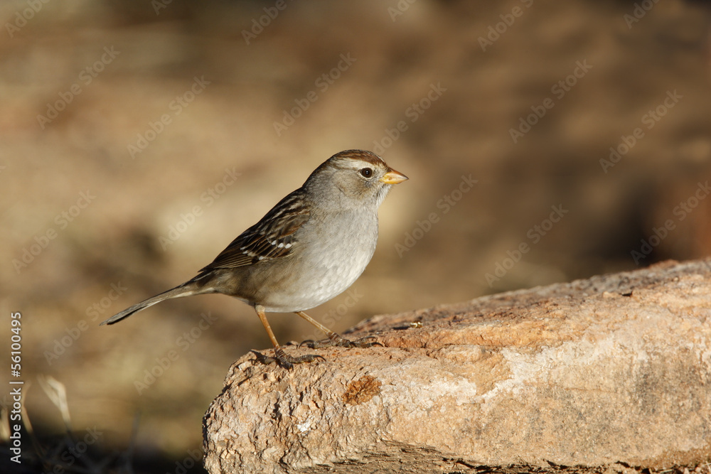 Fototapeta premium White-crowned sparrow, Zonotrichia leucophrys