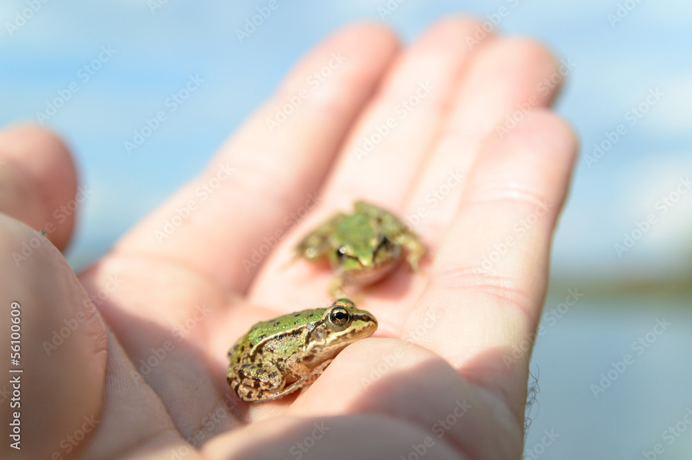 frog frog