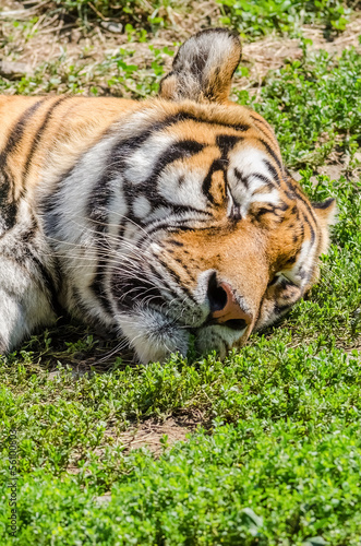 Sleeping Tiger Portrait Close Up