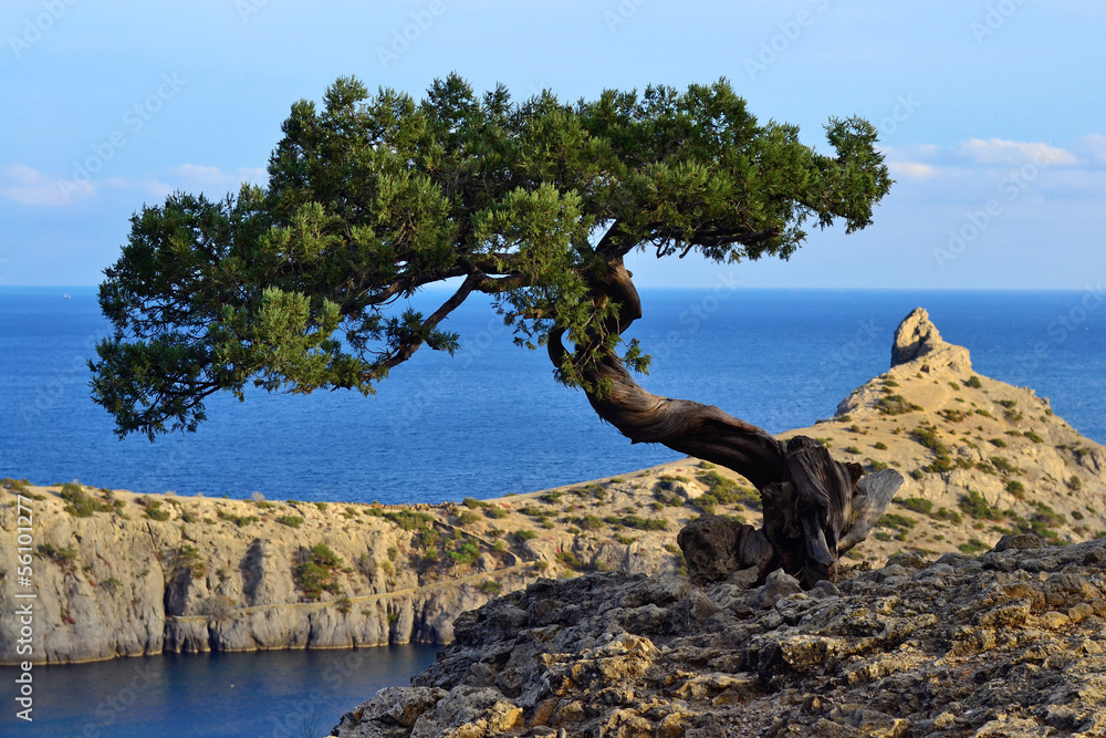 Marine landscape with a tree on a rock