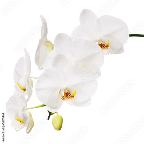 Fototapeta Naklejka Na Ścianę i Meble -  White orchid isolated on white background.