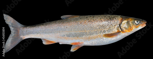 Fototapeta Naklejka Na Ścianę i Meble -  Fish (Leuciscus brandti) 11
