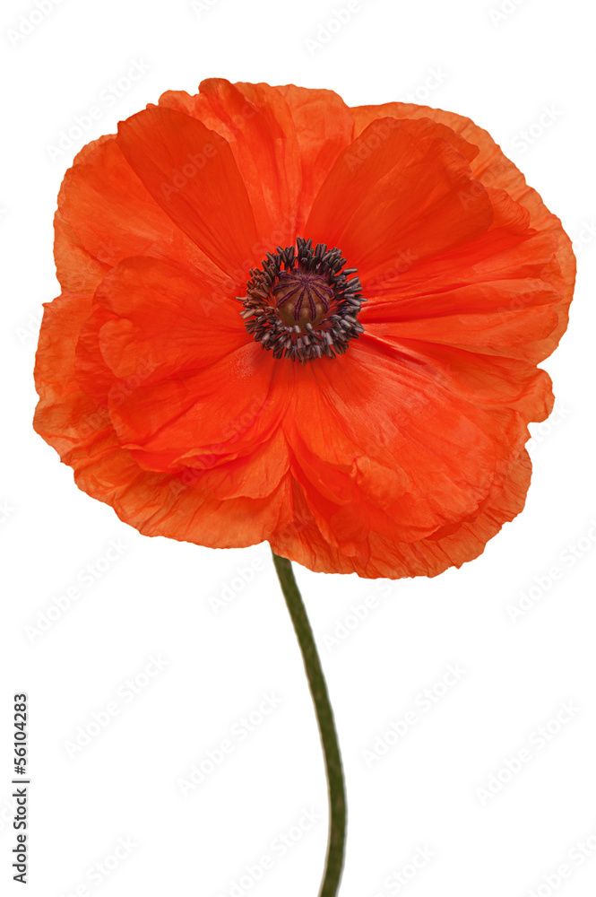 Naklejka premium Single poppy isolated on white background.