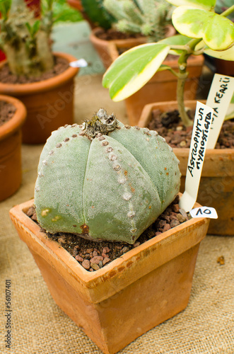 Cactus Astrophytum Myriostoma for sale in a small pot photo