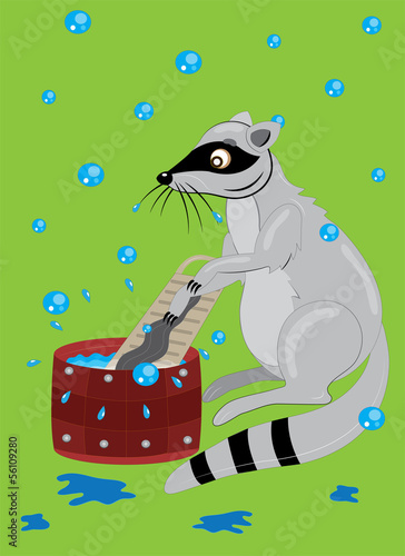 The raccoon washes clothes.