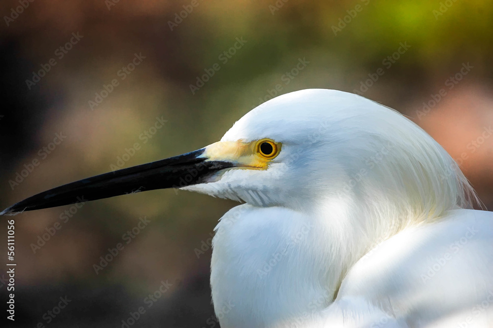 Obraz premium White Bird