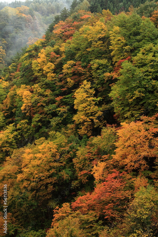 紅葉の松川渓谷