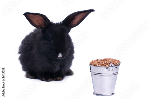 black rabbit on a white background