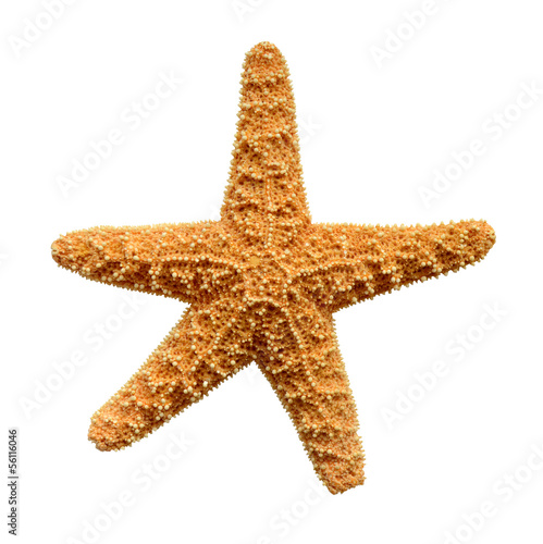 Isolation Of A Starfish With Clipping Path
