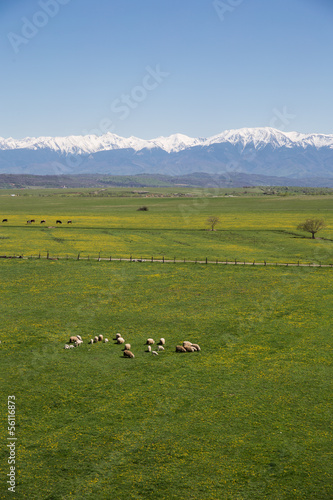 Sheep on a field