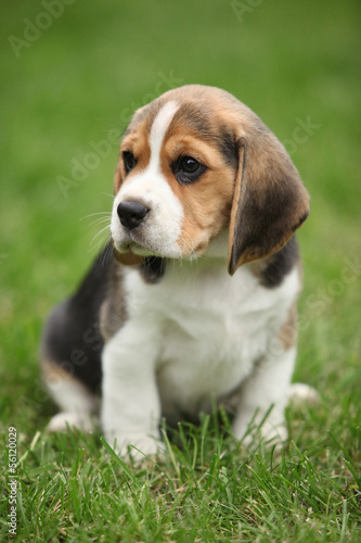 Gorgeous beagle puppy in the garden
