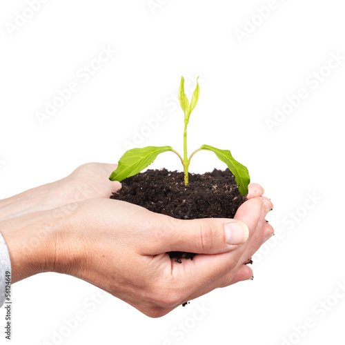 Woman hands with green plant.