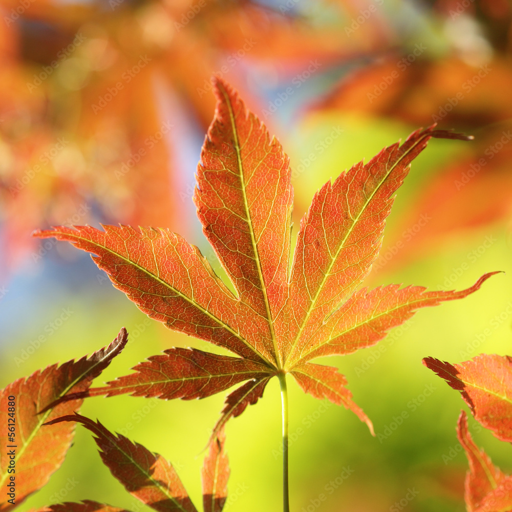 Colorful young Fullmoon Japanese, Maple leaf detail Colorful young Fullmoon Japanese, Maple leaf detail