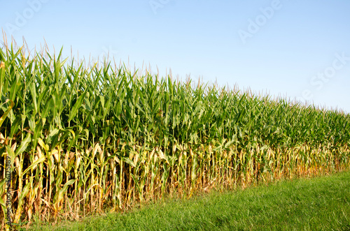 Canvas Print Field of corn