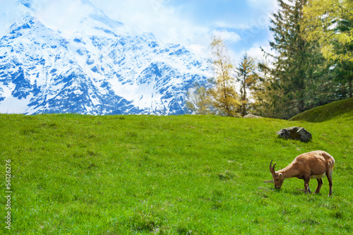 Ibex on a mountain pasture