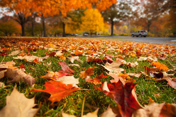 Autumn park leaves