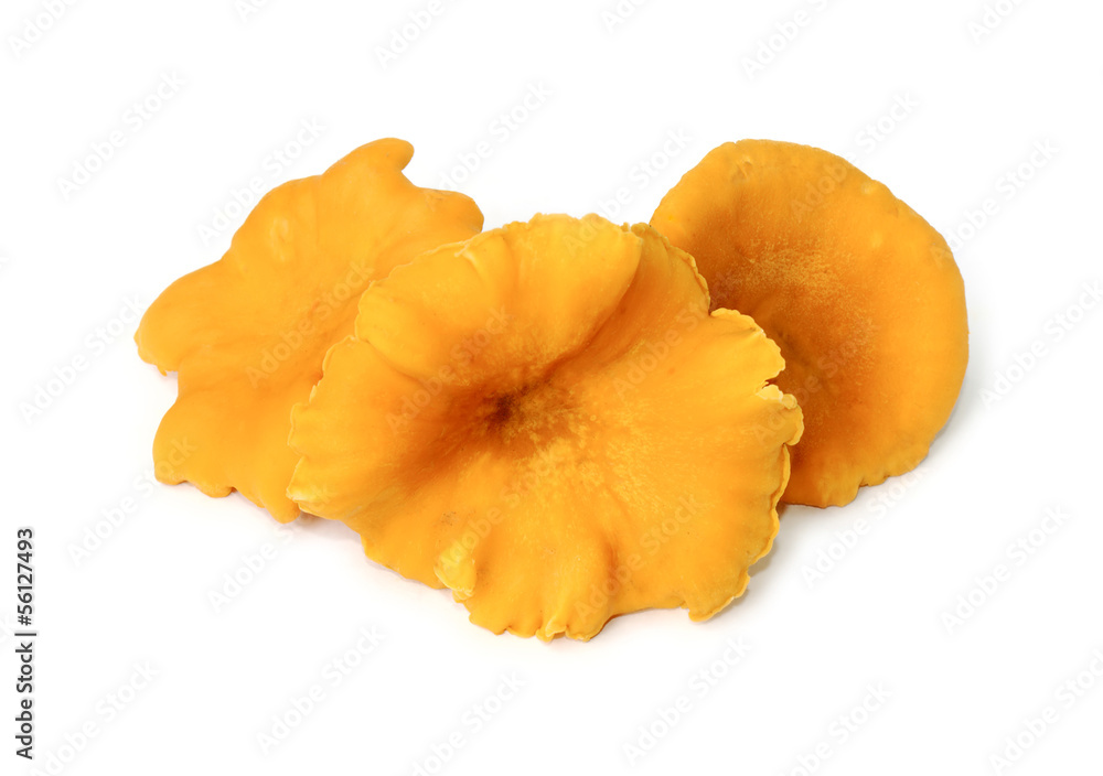 Some edible chanterelles on white Some edible chanterelles on white