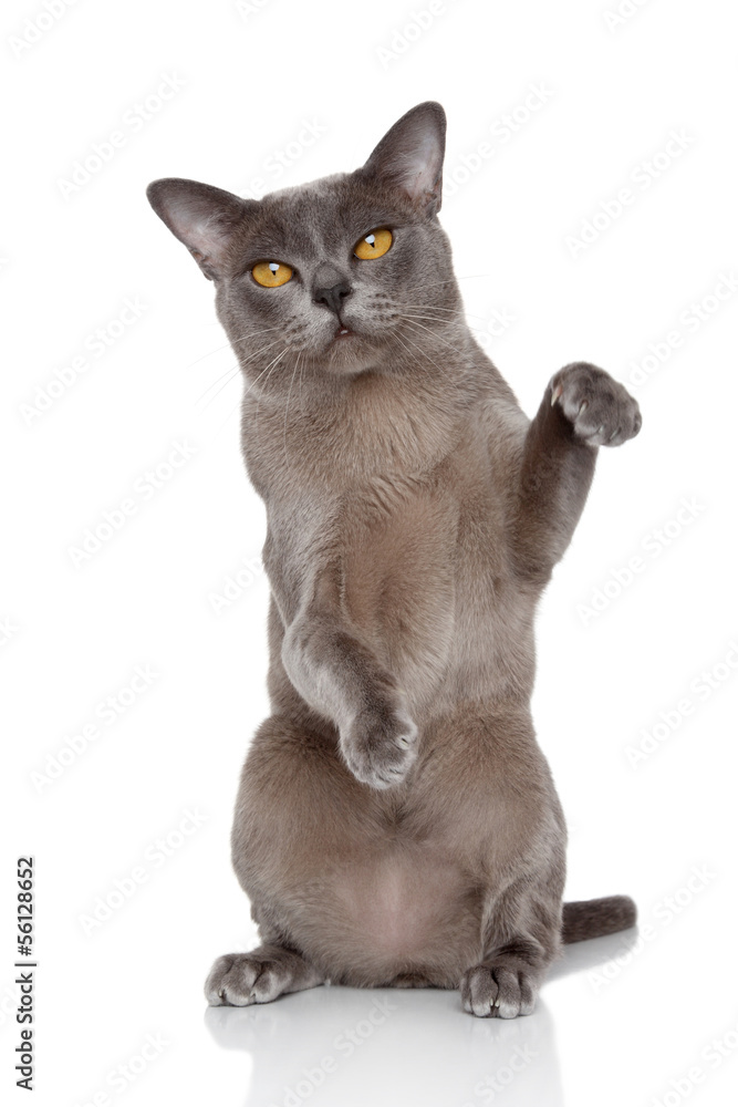 Burmese cat posing