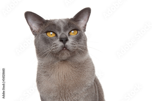 Burmese cat portrait