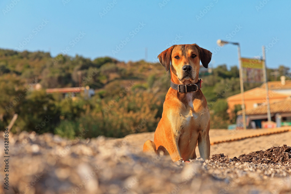 Street dog on the beach of Corfu in summer. Ionian island. Greec