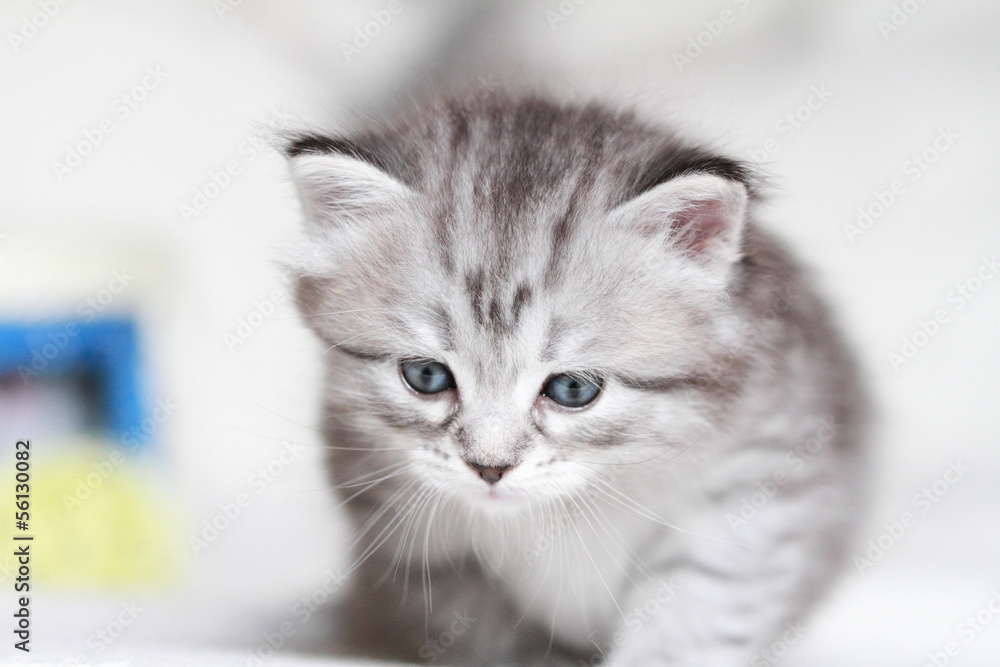 pet of siberian cat at one month