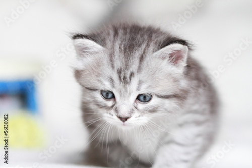 pet of siberian cat at one month