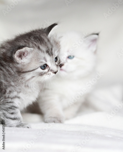 puppies of siberian cat at one month