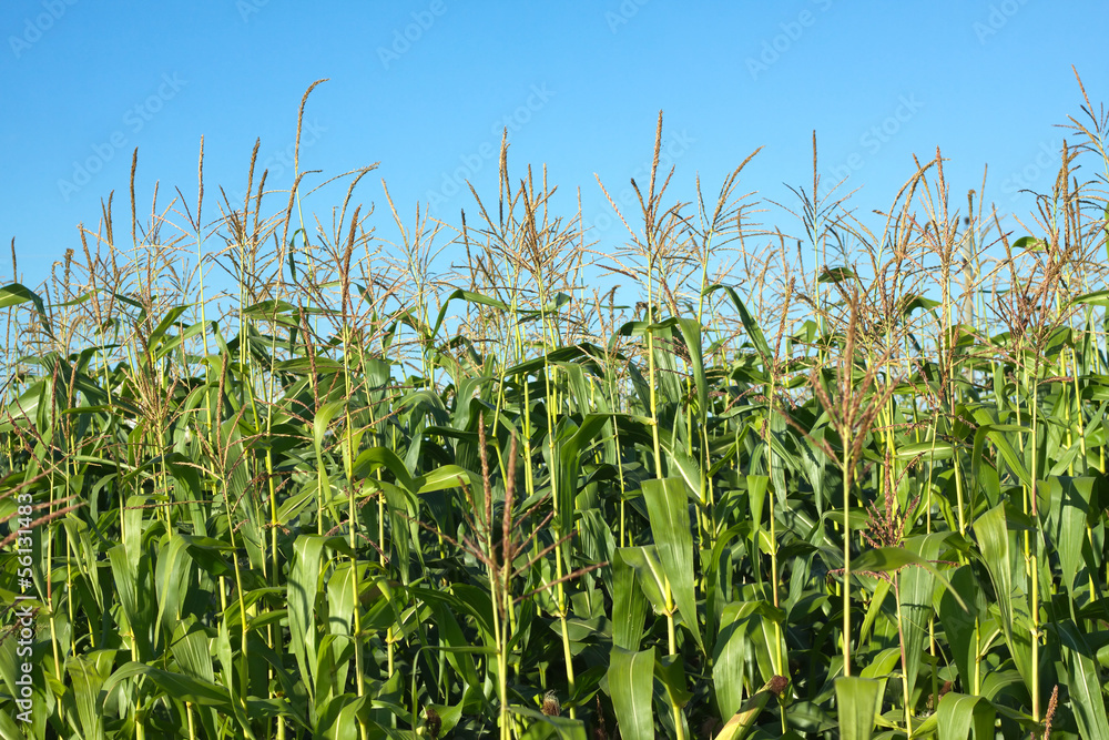 Fototapeta premium Field with grows corn under clear blue sky in summer
